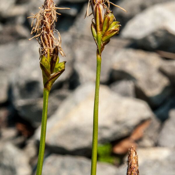 Carex halleriana Froito