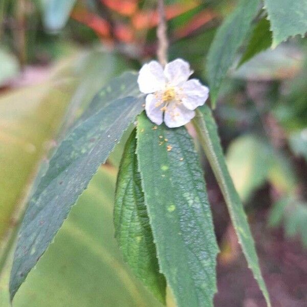 Muntingia calabura Flower