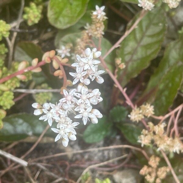 Sedum album Flower