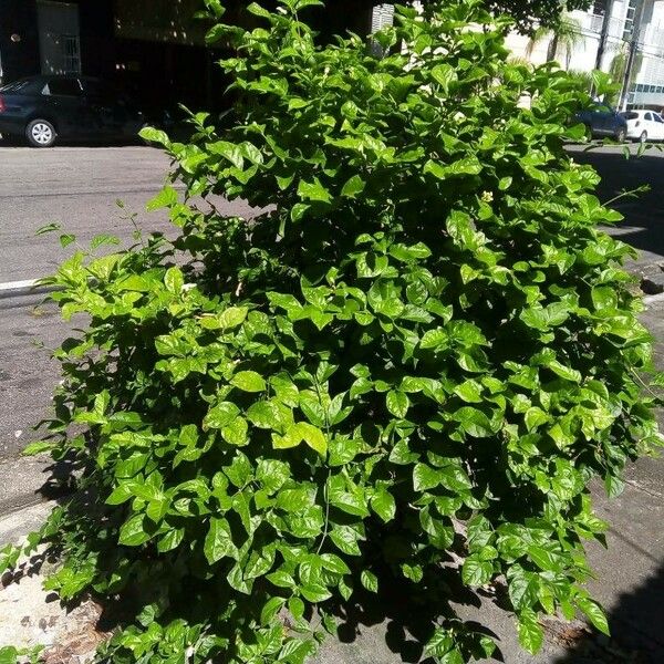 Jasminum sambac Leaf