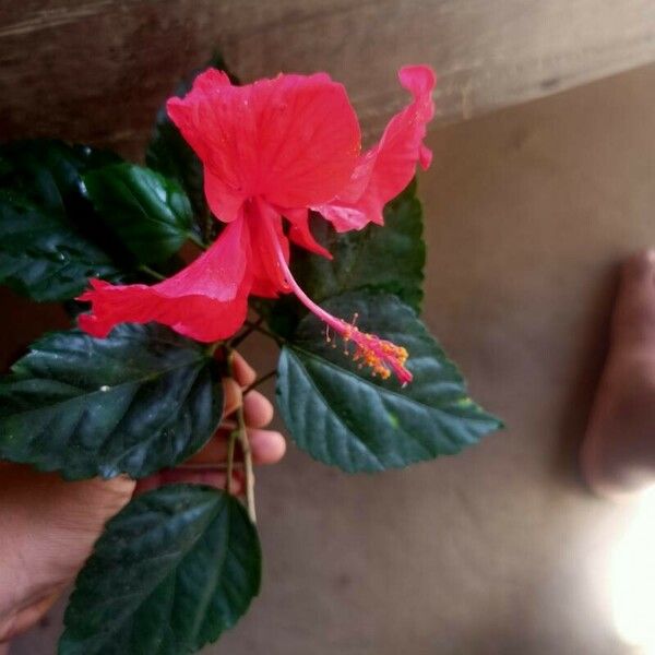 Hibiscus rosa-sinensis Květ