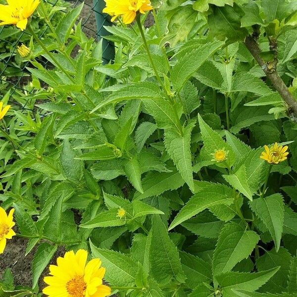 Heliopsis helianthoides Yeri