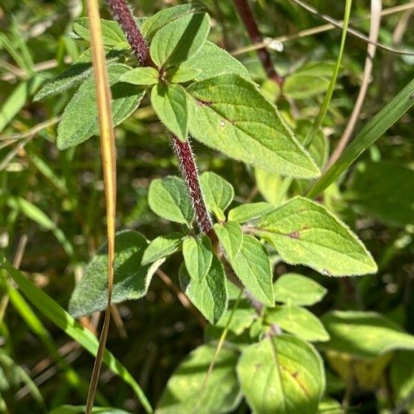 Origanum vulgare Frunză