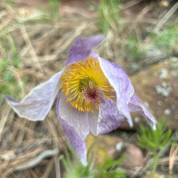 Pulsatilla patens 花