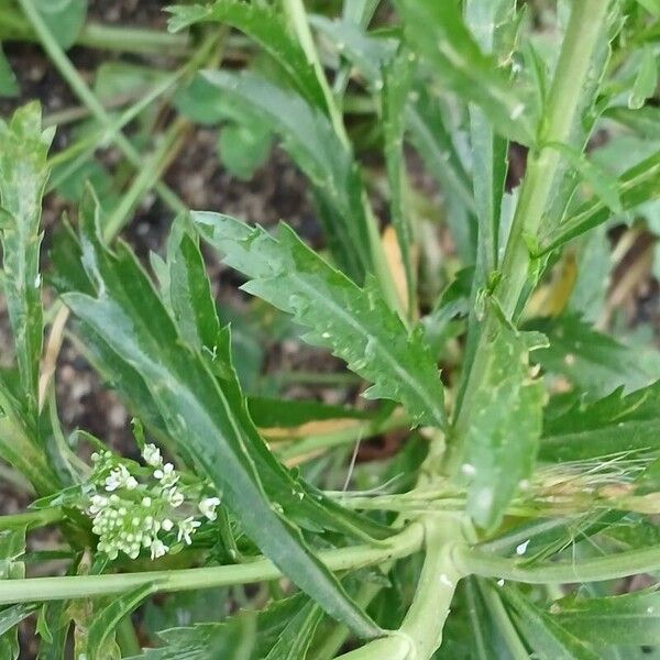 Lepidium virginicum Ліст