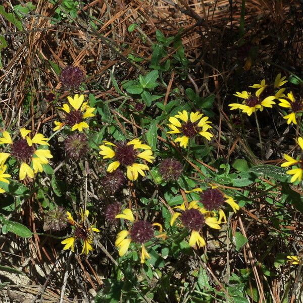 Gaillardia aestivalis Blomst