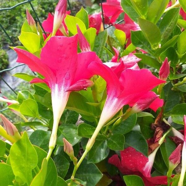 Mandevilla laxa Flower