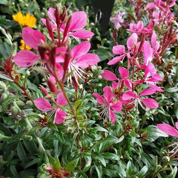 Oenothera lindheimeri Natur