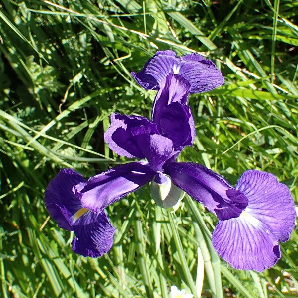 Iris latifolia Λουλούδι