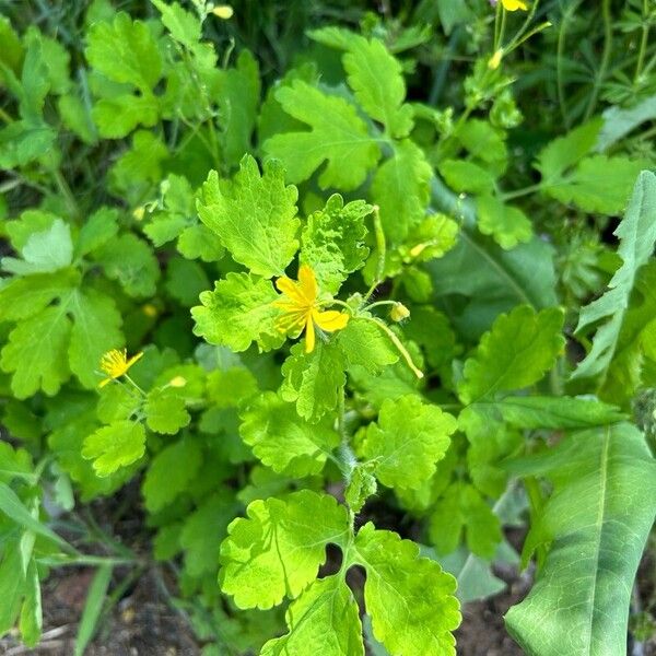 Chelidonium majus Levél