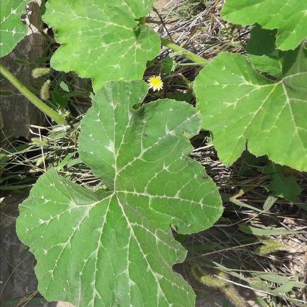 Cucurbita pepo Blad