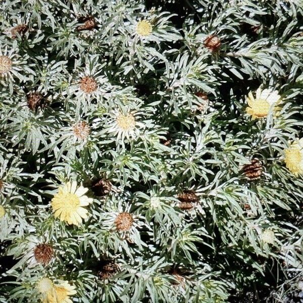 Asteriscus graveolens Flower