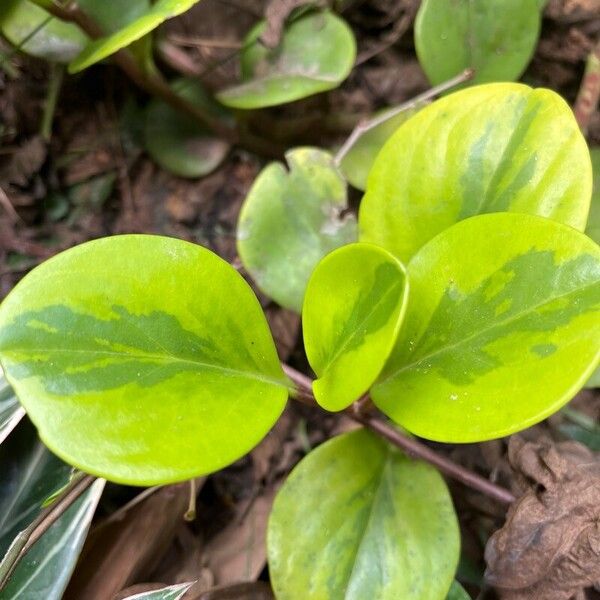 Peperomia magnoliifolia Folha