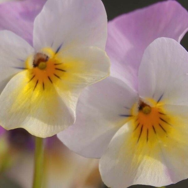 Viola hymettia Žiedas