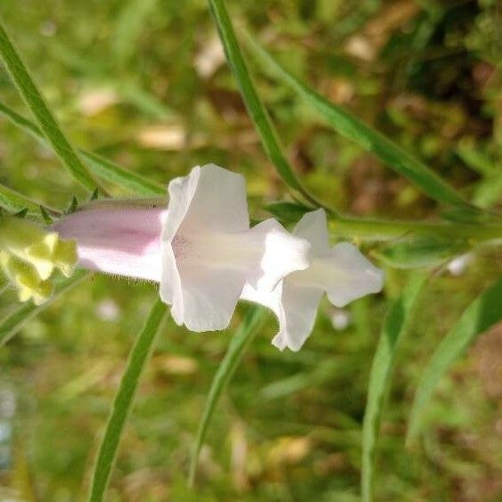 Sesamum indicum Flower