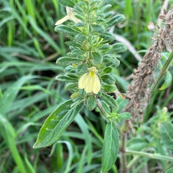 Justicia flava Flor