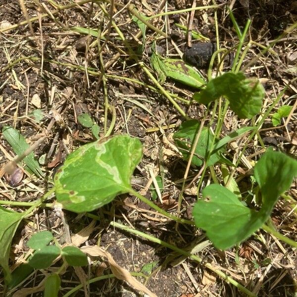 Ipomoea lacunosa 葉