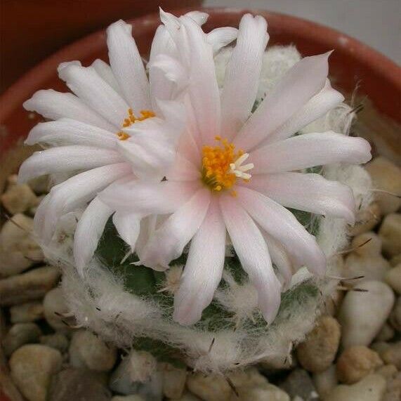 Turbinicarpus lophophoroides Flower