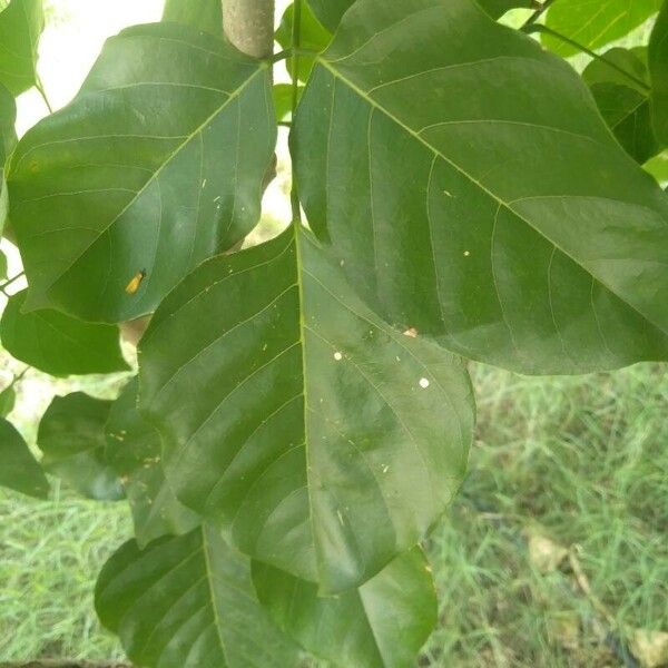 Pongamia pinnata Лист