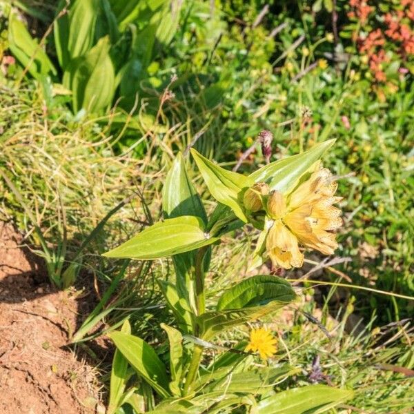 Gentiana punctata Kwiat