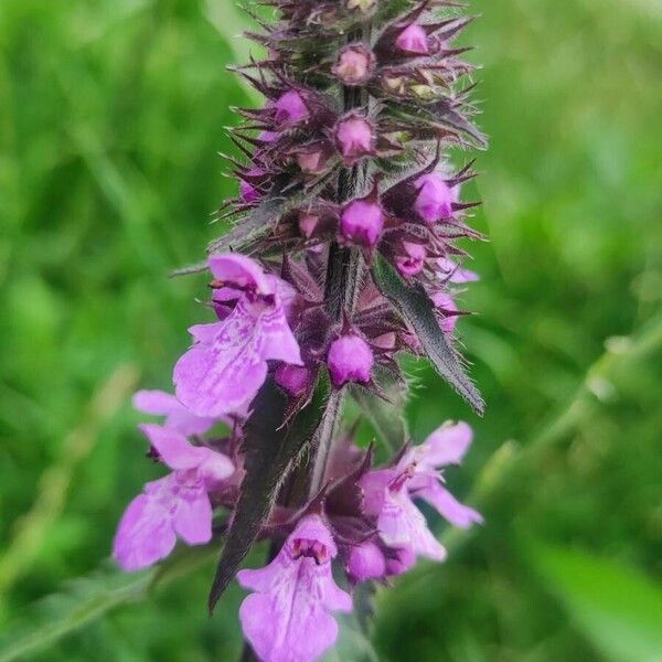 Stachys palustris Lorea