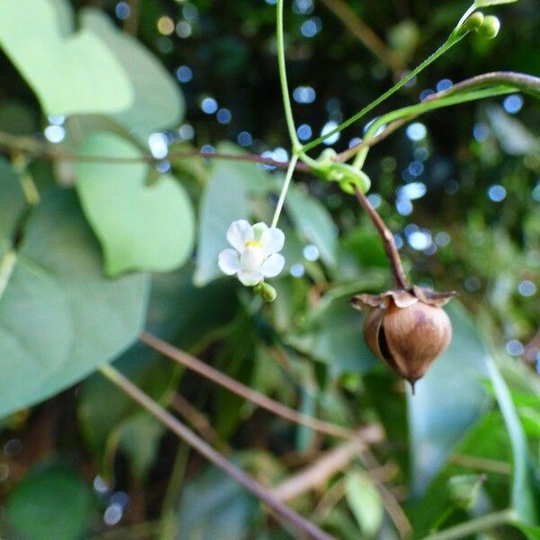 Cardiospermum halicacabum പുഷ്പം