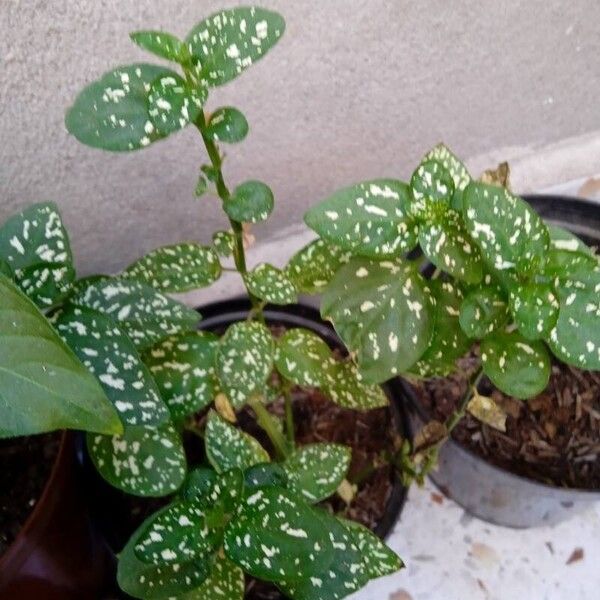 Hypoestes phyllostachya Leaf