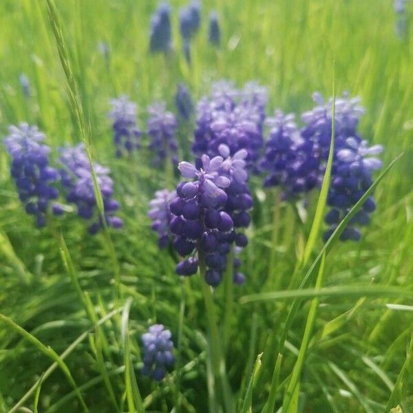 Muscari armeniacum Flower