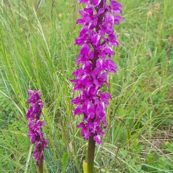 Orchis mascula عادت داشتن