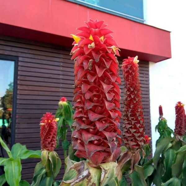 Costus barbatus Flor