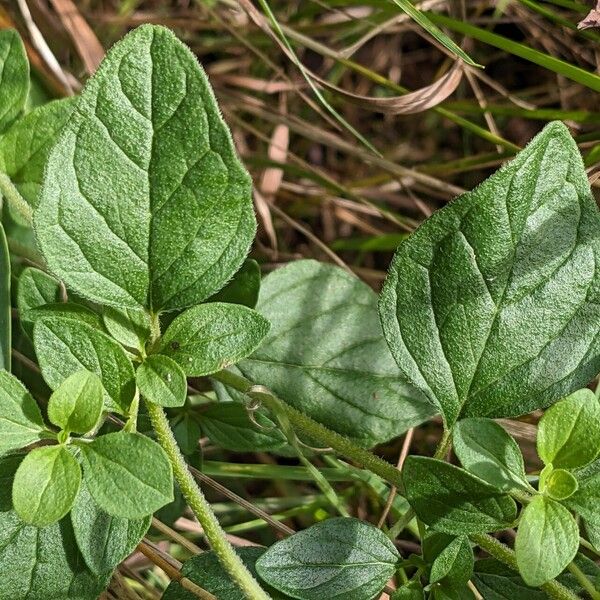 Origanum vulgare Levél