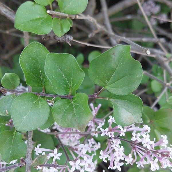 Syringa pubescens Folio