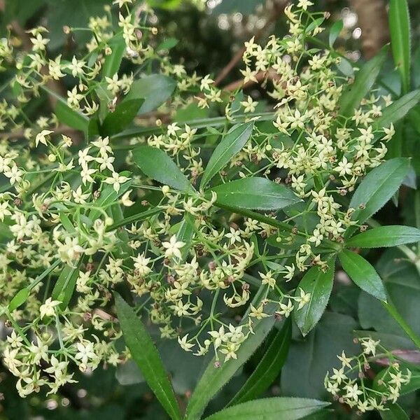 Rubia peregrina Flor