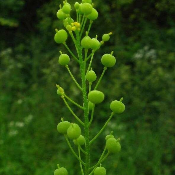 Neslia paniculata Fruit