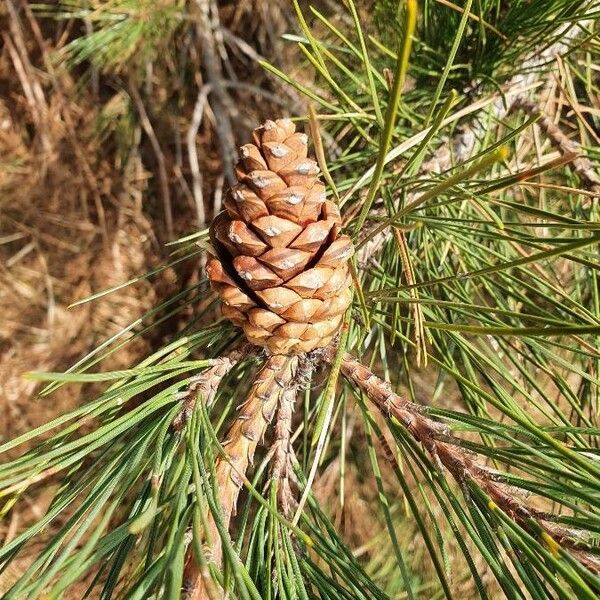 Pinus sylvestris फूल