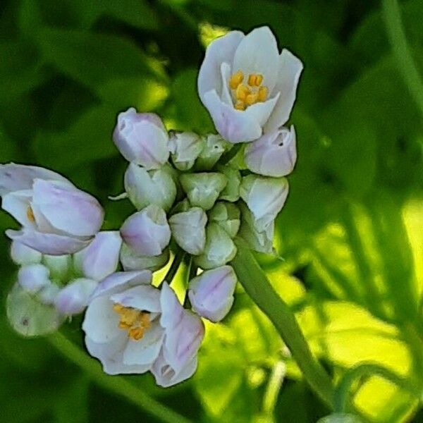 Allium roseum Květ