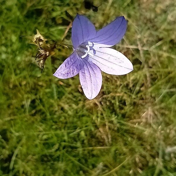 Campanula patula Квітка