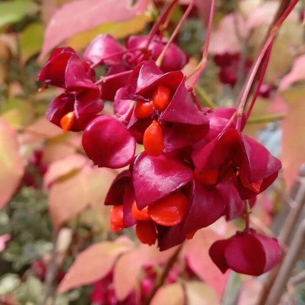 Euonymus latifolius Fruit