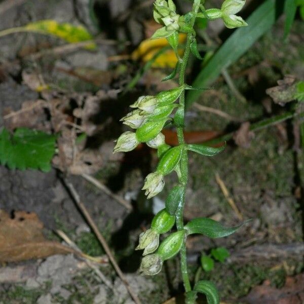 Epipactis albensis Blomma