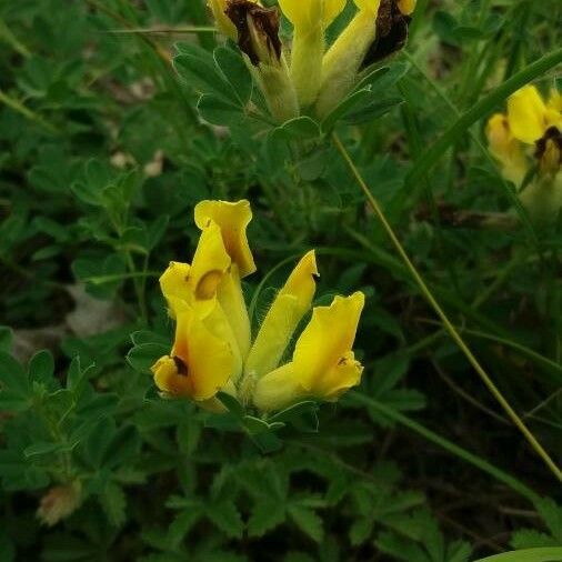 Chamaecytisus hirsutus Flower