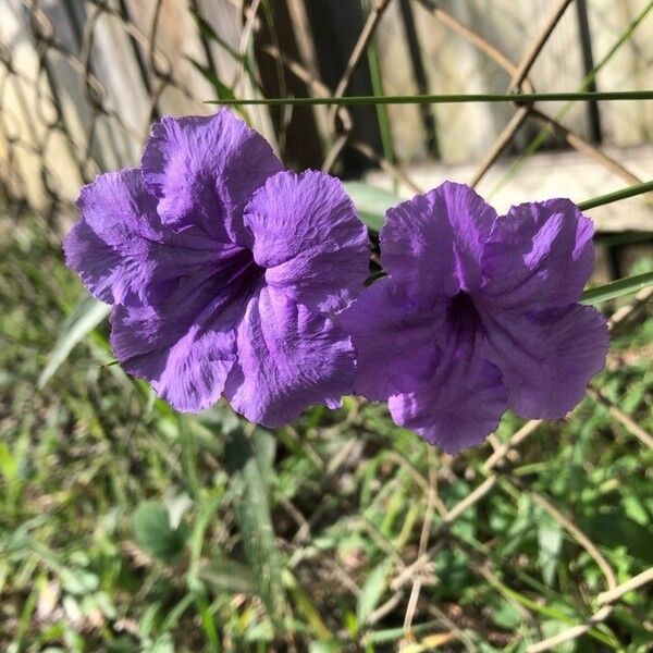 Ruellia ciliatiflora Цветок