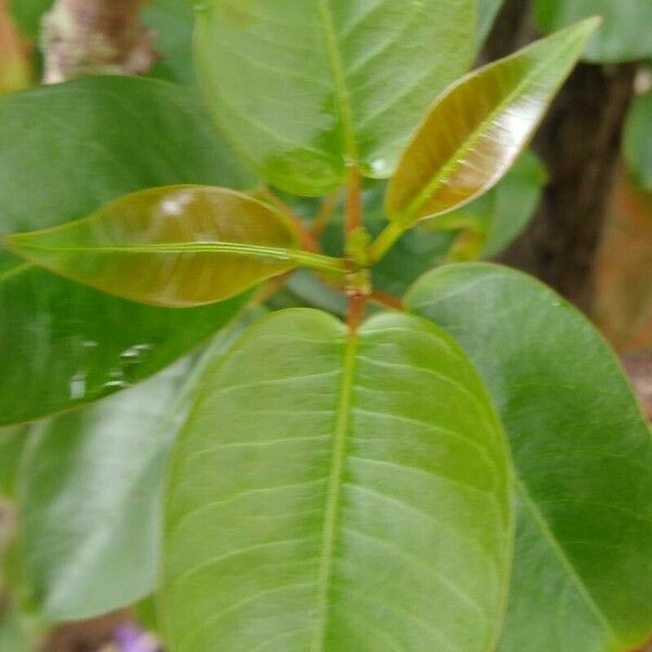 Mandevilla sanderi Leaf