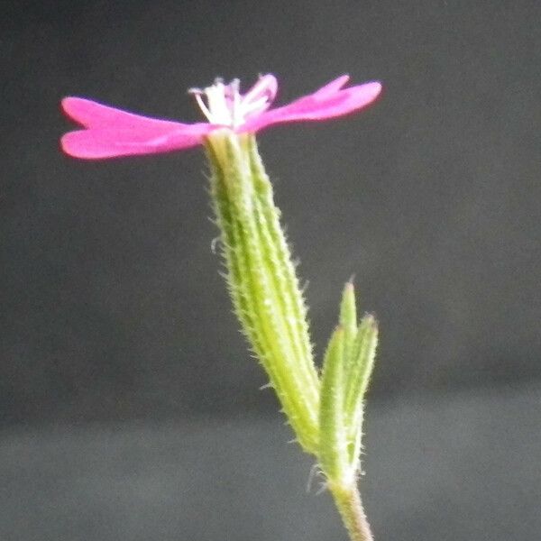 Dianthus nudiflorus ᱵᱟᱦᱟ