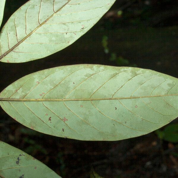 Annona neoelliptica 葉