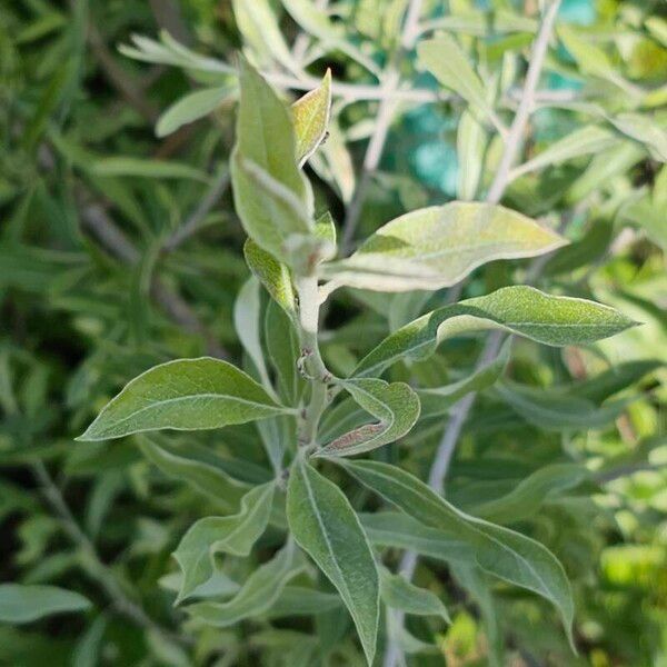 Pyrus salicifolia Foglia