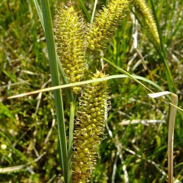 Carex rostrata Other