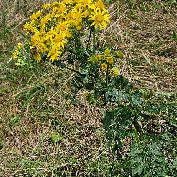 Jacobaea erucifolia Hábito