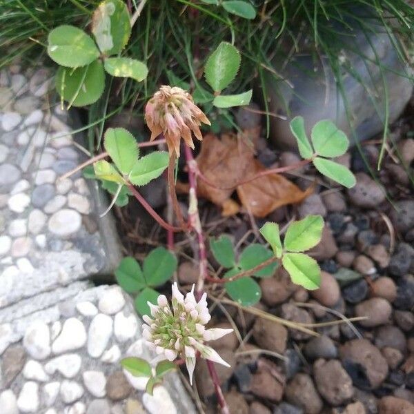 Trifolium hybridum Habit
