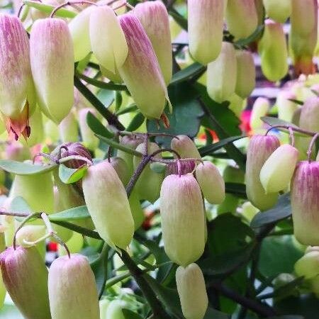 Kalanchoe pinnata Flower