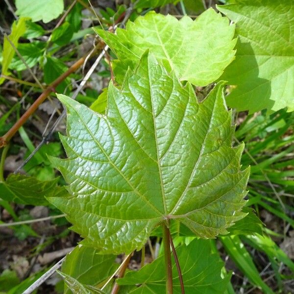 Vitis rupestris List